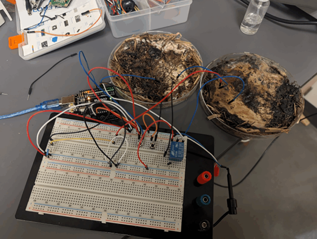 Les memristors mycéliens connectés à un circuit