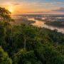 Protéger les forêts amazoniennes existantes : plus efficace que de